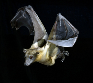 Illustration for article titled Six Impressive Creature Commuters